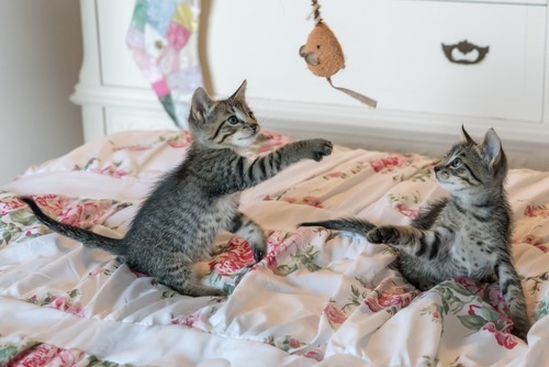 Kittens In Huis Nemen: Wat Moet Je Regelen?